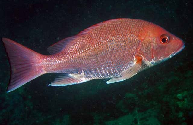 Red Snapper
